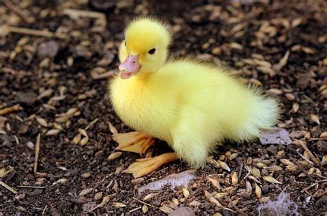 24 Telur Bebek yang Disimpan di Dapur Ini Justru Menetas Jadi Anak Bebek yang Lucu - Bobo