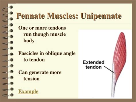 PPT - Ch 9: Skeletal Muscle Tissue and Organization PowerPoint ...