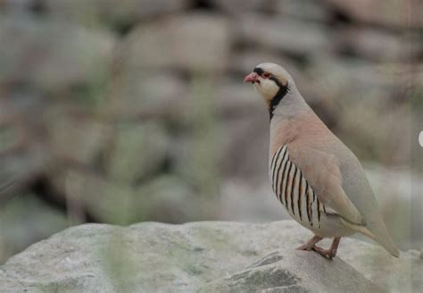 Exploring the wildlife of Ladakh