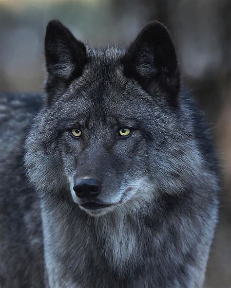 "Mi piace": 953, commenti: 28 - Alpha Wolf Pack (@alphawolfinstinct) su Instagram: "How ...