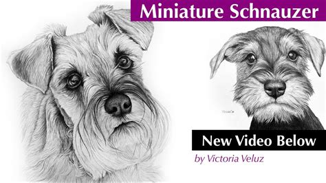 How to Draw a Miniature Schnauzer Dog: Hazel - YouTube