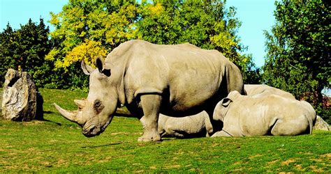 10+ Photos of Rhinoceros Enjoying Lives in Their Habitat