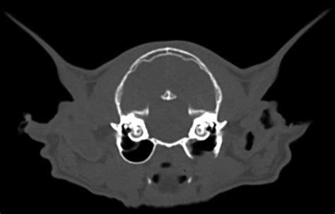 Transoral ventral tympanic bulla osteotomy in cats: 13 cases (2016–2019) in: Journal of the ...