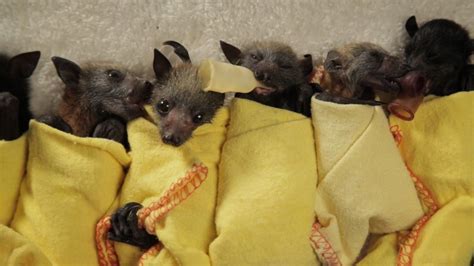 Baby Bats Rescued from Australia's Heat Wave - ZooBorns