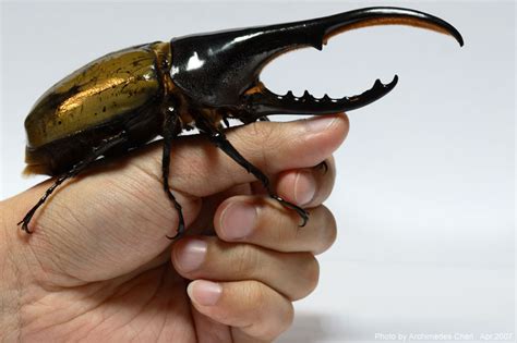 EPIC Creature of the Month!: Hercules Beetle