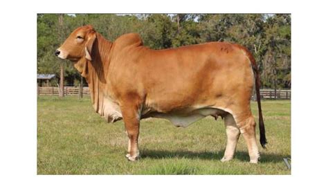 Brahman Cattle for Sale in Texas - Moreno Ranches Announces Fort Worth ...