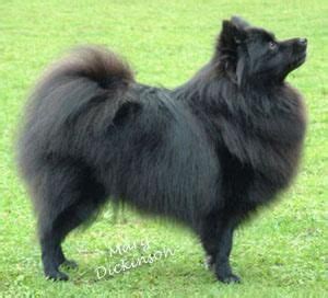 Pomeranian X Japanese Spitz Black - Pets Lovers