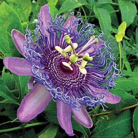 Blue Passion Flower Passiflora Caerulea | lupon.gov.ph