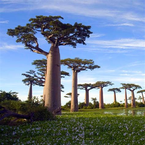 Austinstore Adansonia Digitata Baobab Tree Seeds Exotic Outdoor Plant High Germination 10Pcs ...