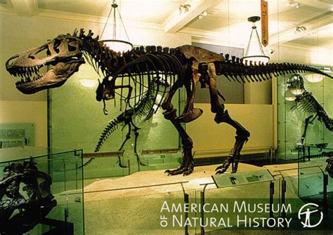 Postcard of Tyrannosaurus rex at the American Museum of Natural History ...