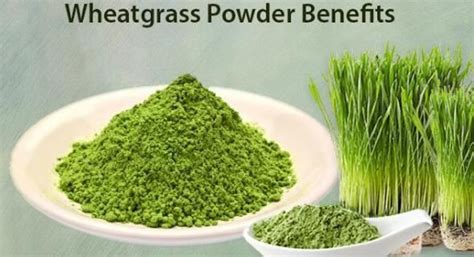 Organic Wheatgrass Juice Powder - manufacturer - undersun