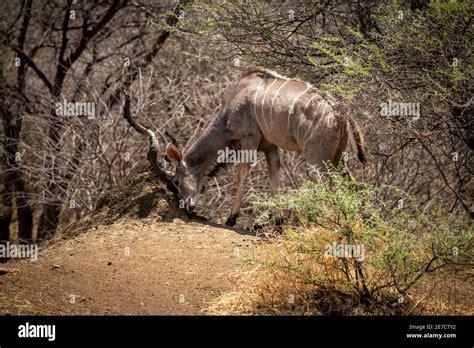 Male greater kudu stands rubbing its antlers Stock Photo - Alamy