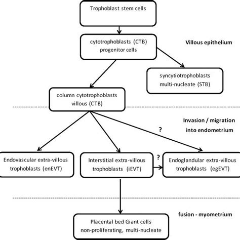 Trophoblast stem cells differentiate into specialized trophoblast cells. | Download Scientific ...
