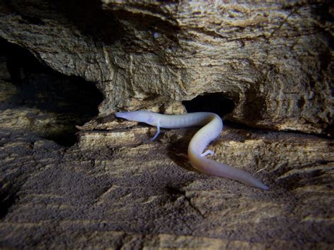 Cave Dragons Exist—And Saving Them Could Be Key to Protecting Drinking ...