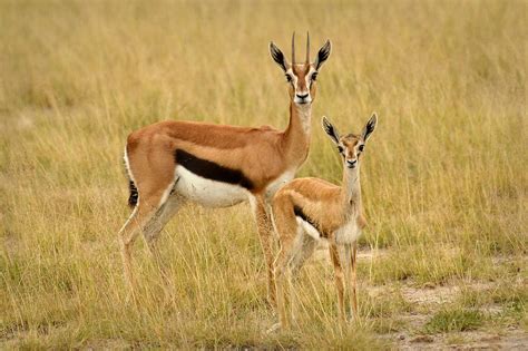 Gazelle Mother And Child Photograph by Jack Daulton