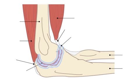 1.1.9 Example of Synovial (hinge) joint Human Elbow Joint Diagram | Quizlet