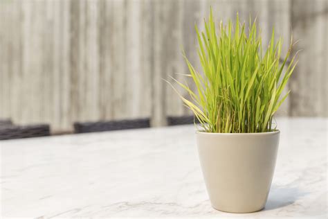 Can You Grow Lemongrass Indoors - Learn How To Grow Lemongrass Indoors | Gardening Know How