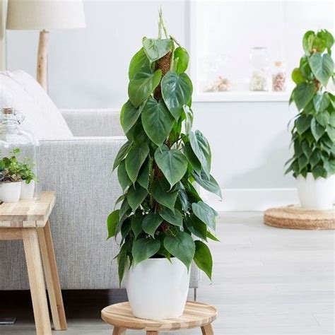 16 Types of Philodendron | Indoor Philodendron Varieties to Grow