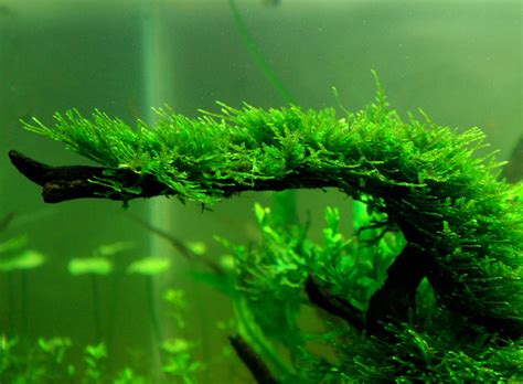 Java Moss: An Ultimate Guide (Uses, Tank, Care & How To Grow)