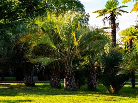 What Are Common Pindo Palm Pests: How to Control Pests of Pindo Palm Trees