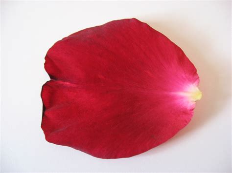 Free photo: rose petal - 14, Only, Water - Free Download - Jooinn
