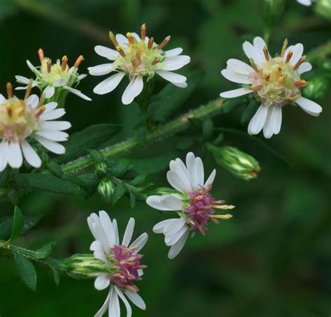 Asters Varieties And Hybrids - Pick Your Favorites