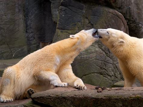 Polar bears kissing stock photo. Image of nature, polar - 4671124