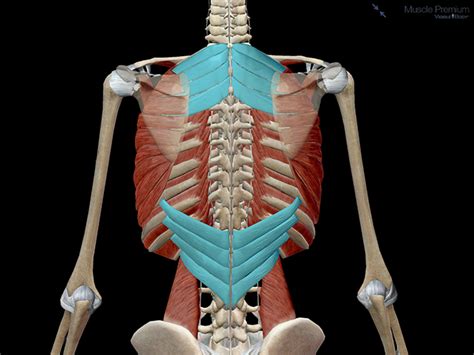 Learn Muscle Anatomy: Serratus Posterior Superior and Inferior