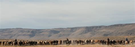 Wild horse ecological impacts cannot be examined in isolation | by ...