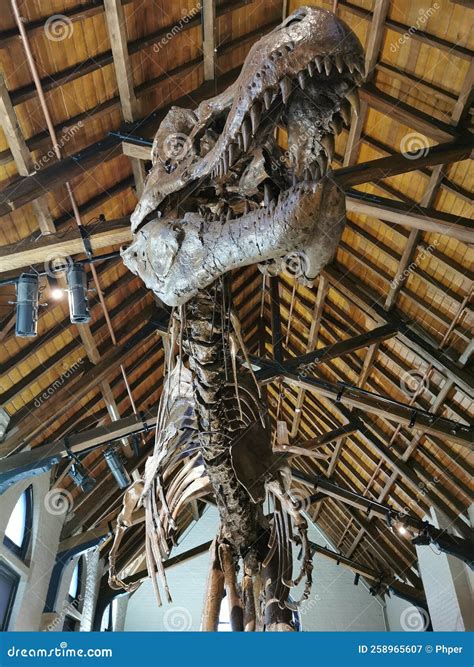 Dinosaur Bone Skeleton @ Fossil Mineral Museum in Bathurst, NSW Australia Editorial Photography ...