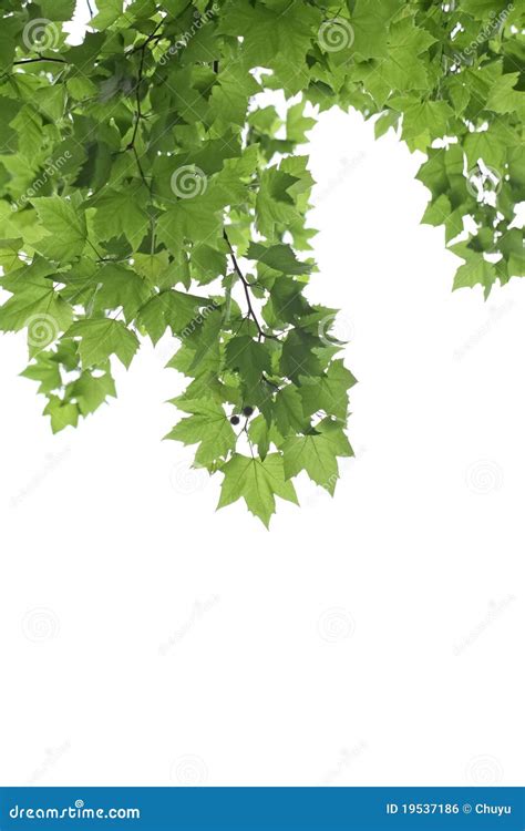 Green Leaves of Phoenix Tree Stock Photo - Image of material, summer ...