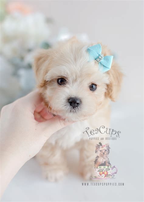 Maltese Poodle Mix in Florida | Teacup Puppies & Boutique