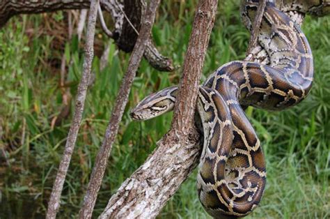 Invasive Burmese Pythons vs. The Everglades | Nature | The Earth Times