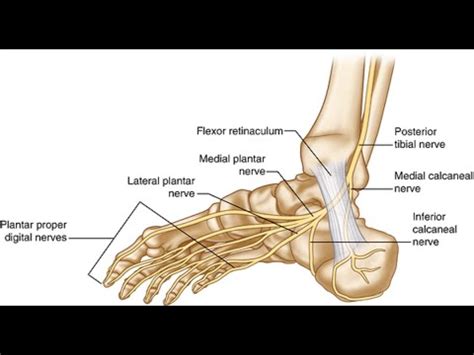 Posterior Tibial Tendon Diagram