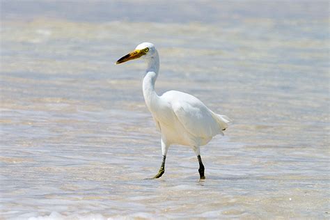 Pacific Reef-egret Egretta sacra Pacific Reef Heron, Eastern Reef-egret