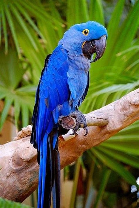 Tropical Birds, Exotic Birds, Colorful Birds, Exotic Pets, Colorful Parrots, Pretty Birds, Cute ...