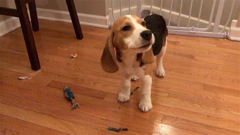 Five-month old beagle puppy with big floppy ears! - YouTube