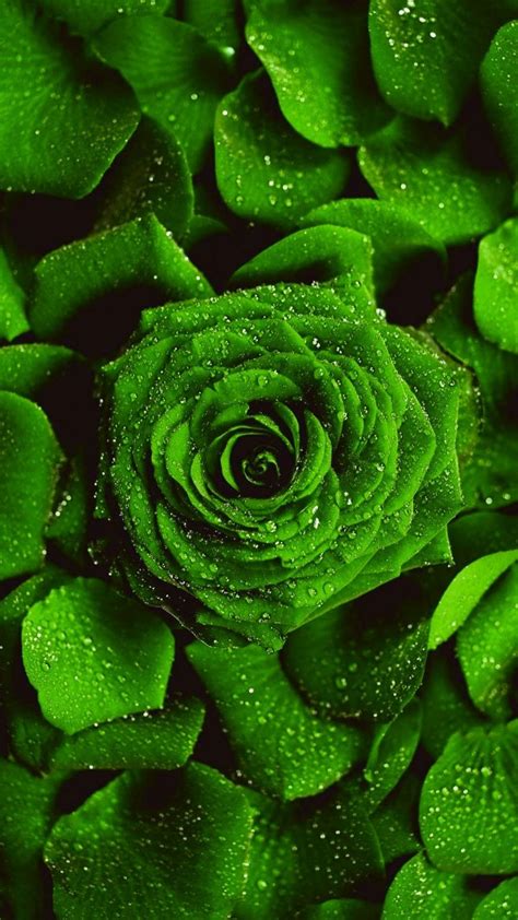 Green Rose | Dark green wallpaper, Green wallpaper, Rose flower wallpaper