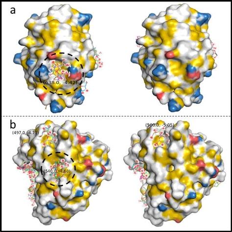 (PDF) Sucralose Interaction with Protein Structures