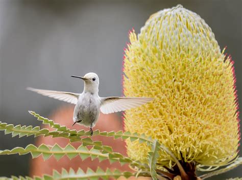 Rare White Hummingbird Steals the Spotlight at California Garden ...