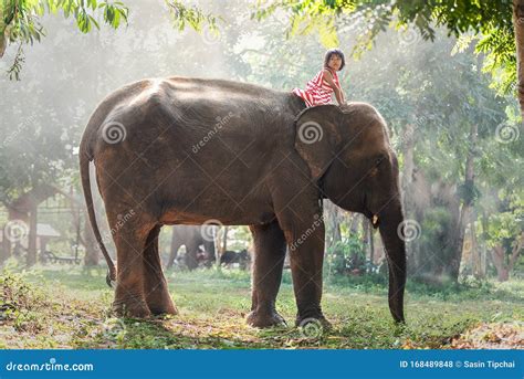 900 Baby Elephant Girl Stock Photos - Free & Royalty-Free Stock Photos from Dreamstime