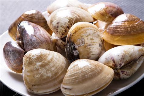 Raw clams — Stock Photo © michaeljung #11338896