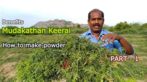 MUDAKATHAN KEERAI Benefits - How to make Powder & Oil - PART 1 - YouTube