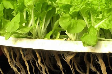 Hydroponic Lettuce - How To Grow Lettuce Hydroponically | Constant Delights