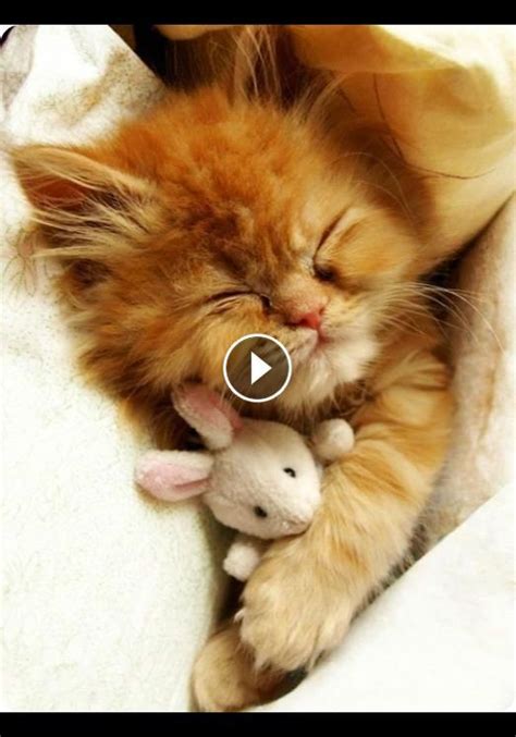 Baby and Cat Fun and Fails - Funny Baby Video | Kittens cutest, Cute baby animals, Kittens