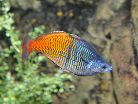 The Online Zoo - Boeseman's Rainbowfish