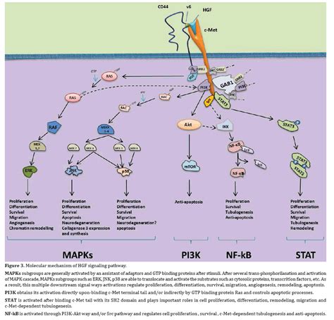 Hepatocyte Growth Factor Signaling Pathway as a Potential Target in Ductal Adenocarcinoma of the ...