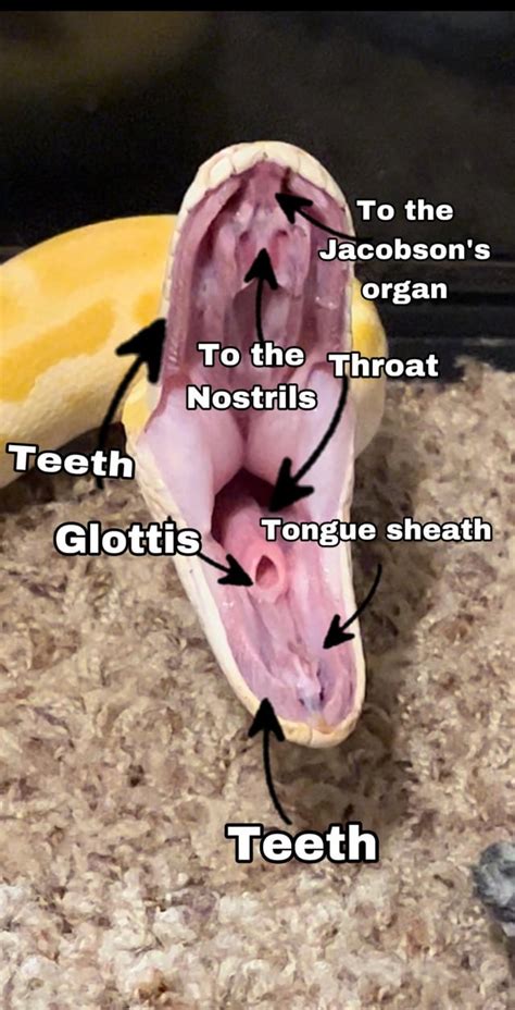 My Burmese showing off mouth anatomy of a non venomous snake : r/snakes