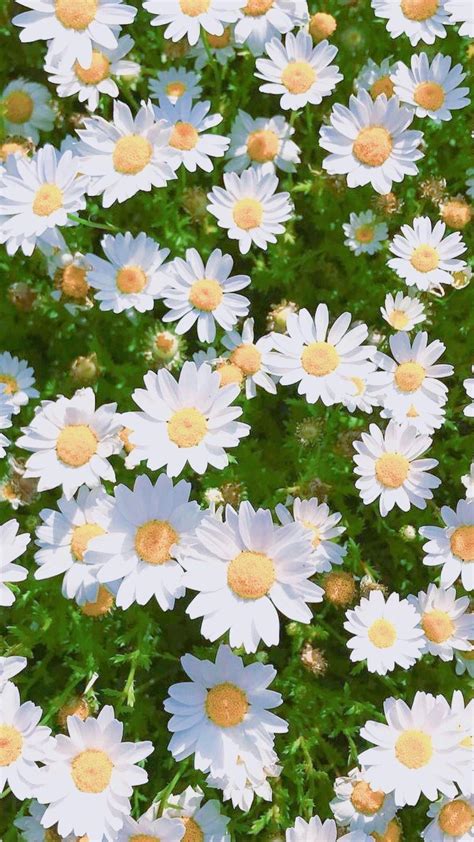 Daisy Aesthetic Wallpapers - Top Free Daisy Aesthetic Backgrounds ...