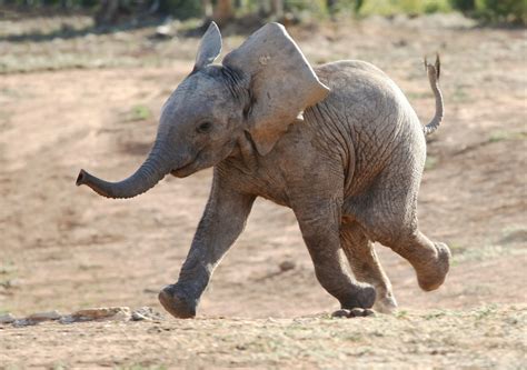 Capturing the Most Adorable Baby Animal Photos